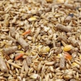 Kako se pravilno brinuti za svinje